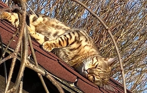 Bengal Kater Bild 3