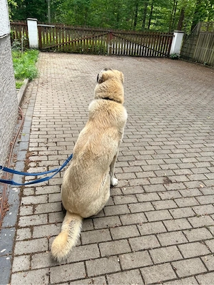 Kangal   Türkischer Hirtenhund sucht liebevolles Zuhause