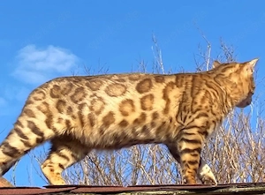 Bengal Kater Bild 2