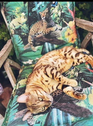 Bengal Kater Bild 4