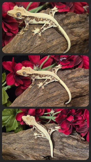 Kronengecko Lilly White poss. Männchen
