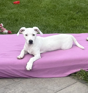 Jack Russel Mix Kirby sehr lieb