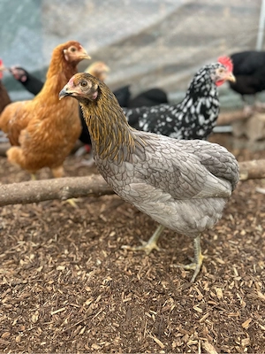 Marans Hühner, Araucana, blau leger, buntleger Hennen