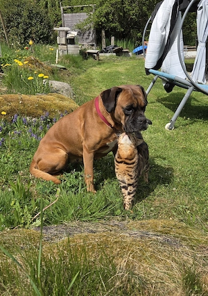 Deutscher Boxer - Wurfankündigung Bild 3