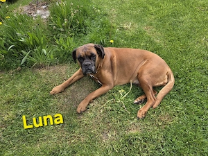 Deutscher Boxer - Wurfankündigung Bild 4