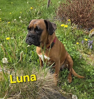 Deutscher Boxer - Wurfankündigung Bild 2