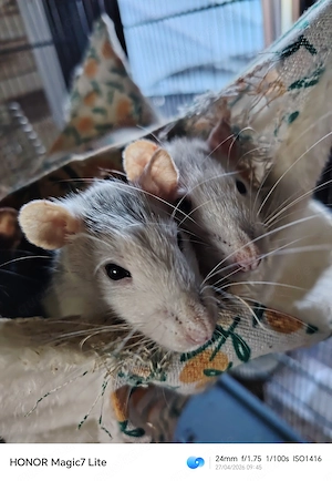 Farb Ratten, 7 Mädels 