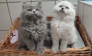 ** 2 Wunderschöne BKH Kitten brüder **
