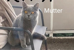 ** 2 Wunderschöne BKH Kitten brüder **