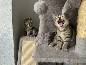Zwei süße Britisch Kurzhaar Tabby Kitten suchen ein liebevolles Zuhause 