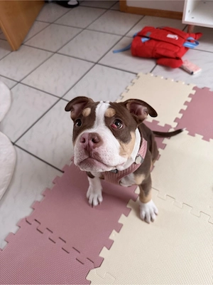 New Englisch Continental Bulldogge 