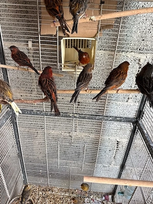 schwarz rot kanarienvogel