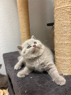 Brittische kurzhaar kitten  , baby 