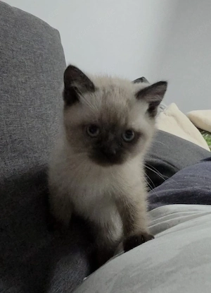 BKH Kitten bald abzugeben 