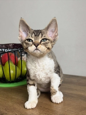 entzückendes männliches Devon-Rex-Kätzchen