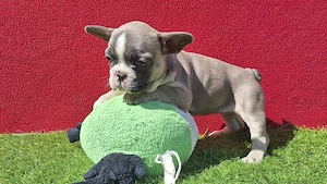Französische Bulldoggen Welpen suchen ein wunderschönes zuhause 