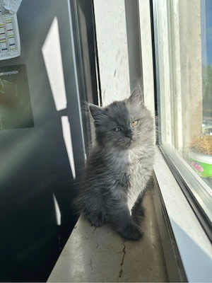 Ihr Vater ist eine Perserkatze und ihre Mutter ist ein Britischer Tiger.