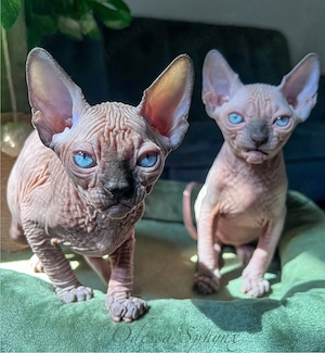 Wunderschöne Sphynx-Kätzchen zur Reservierung verfügbar