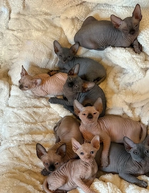   Reinrassige Sphynx-Kätzchen abzugeben   gesund, verschmust & liebevoll   