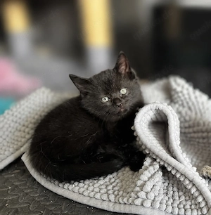 BKH Kitten - Britisch Kurzhaar Babykatzen Schwarze