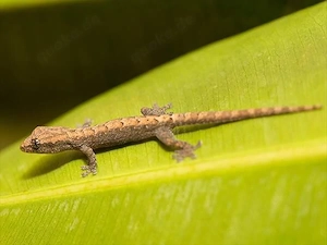 Jungferngecko (Lepidodactylus lugubris)