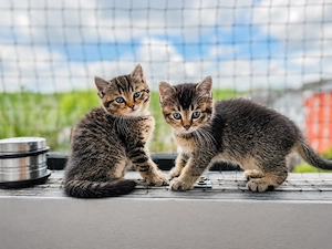BKH Kitten - Britisch Kurzhaar Babykatzen