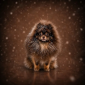 Exklusiver Pomeranian Rüde in schoko tan 