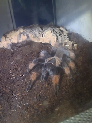 Brachypelma emilia