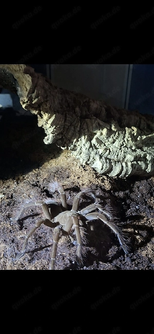 Theraphosa Stirmi mit Terrarium  Bild 3