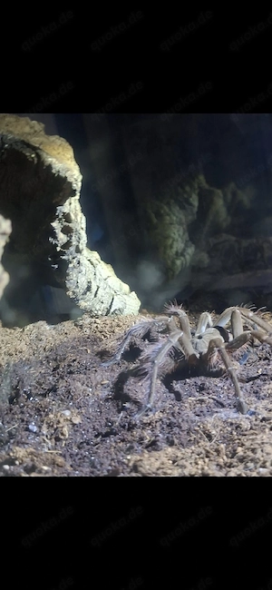 Theraphosa Stirmi