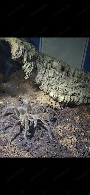 Theraphosa Stirmi mit Terrarium  Bild 2