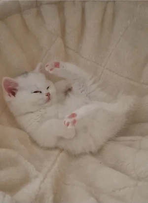 Bkh kitten 
