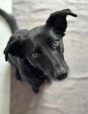 Mika - Traumhund sucht Traumzuhause