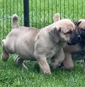 15 Wochen alte Boerboel-Welpen