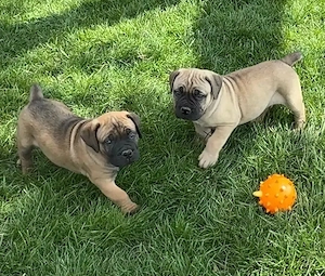 15 Wochen alte Boerboel-Welpen suchen ein neues Zuhause