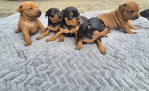 Zwergpinscher Welpen