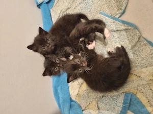 Katzenbabys suchen Zuhause 
