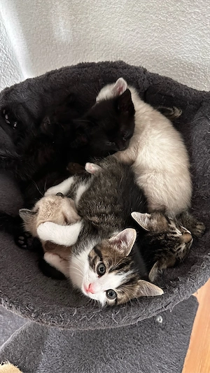    4 süße Kater suchen liebevolles Zuhause