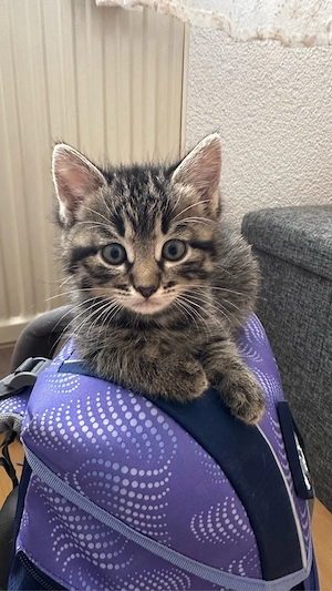     2 süße Kater suchen liebevolles Zuhause