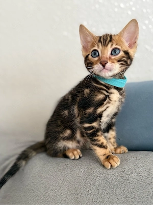 Reinrassige Bengal Marble Kitten   Mädchen & Junge frei