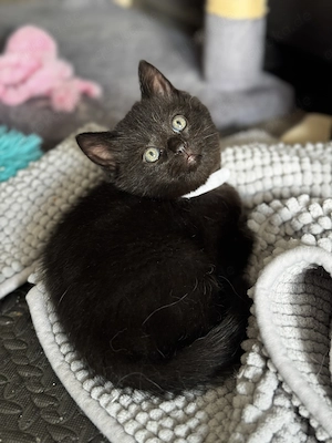 BKH Kitten - Britisch Kurzhaar Babykatzen 