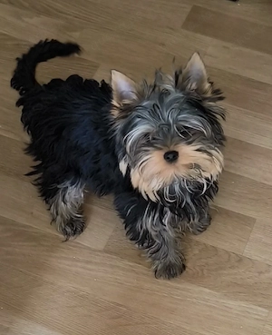 Sehr schöne Yorkshire-Terrier-Welpen.