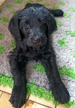 Labradoodle Welpen F1 schwarz mit Ahnentafel bereit für ihre neuen Familien