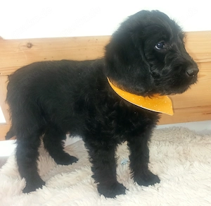 Labradoodle Welpen F1 schwarz mit Ahnentafel bereit für ihre neuen Familien