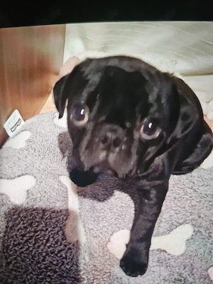 Mops rüde schweren Herzens    zu verkaufen