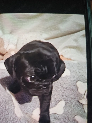 Mops rüde schweren Herzens    zu verkaufen Bild 3