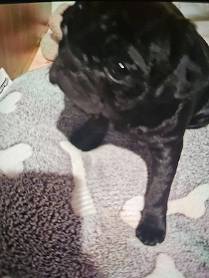 Mops rüde schweren Herzens    zu verkaufen Bild 2