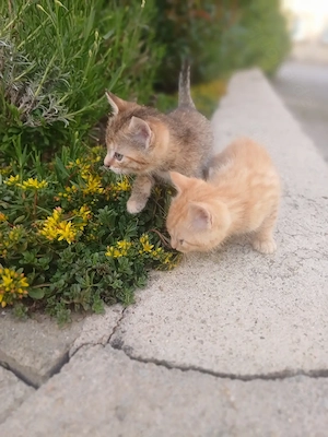 Süße Babykatzen 