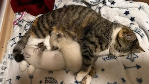     2 süße Katzen-Mädchen suchen Zuhause