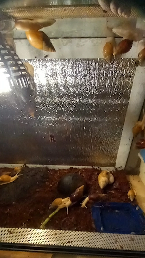 Achatschnecken abzugeben